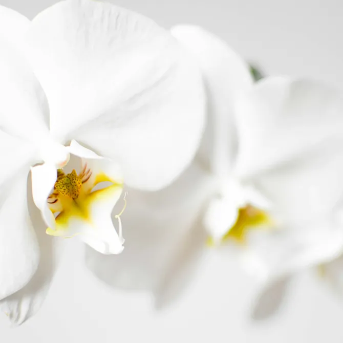 paartherapie Paartherapie | Paarberatung und Eheberatung in Zell am Moos nahe Mondsee – orchidee gelb-weiss